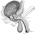 Thumbnail for Suspensory ligament of penis