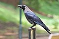 Huiskraai (Corvus splendens)