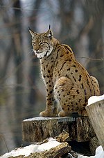 Lynx lynx.