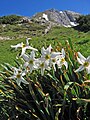 Narcissus poeticus subsp. radiiflorus