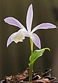 Pleione