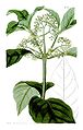 Psychotria eliptica