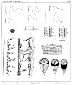 historic graphs and anatomical drawings