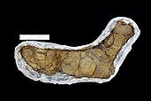 Possible T. rex coprolite