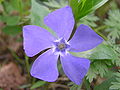 Vinca minor