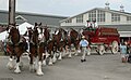 Budweiser team