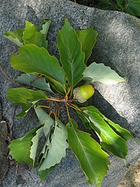 Leaf cluster