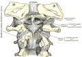 Membrana tectoria, transverse, and alar ligaments.