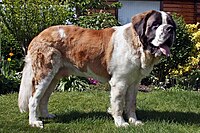 !4 monthold longhaired St. Bernard Dog