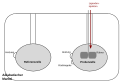 Isotherme Titrationskalorimetrie