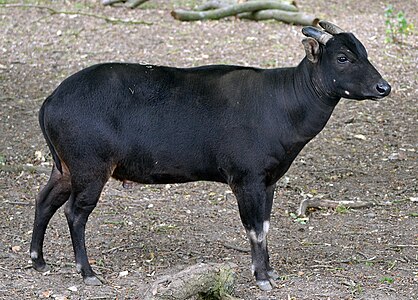 Anoa de plaine (Bubalus depressicornis).