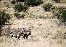 Nationaal park Bergkwagga