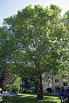 Platane (Platanus x hybrida)