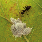 Comstock mealybug infestation