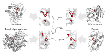 Catalytic triad