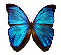 Blue morpho butterfly