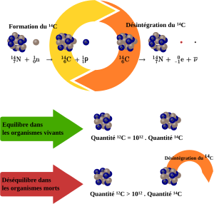 Diagramme expliquant le cycle du carbone 14