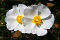 Cistus monspeliensis.