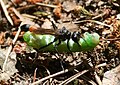 Пясочная аса Ammophila sabulosa пераносіць вусеня