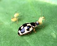 A maruxiña Propylea quatuordecimpunctata comendo un áfido.