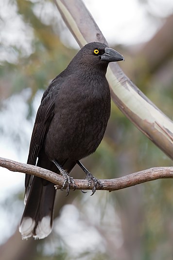 Black Currawong