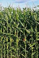 Full-grown maize plants