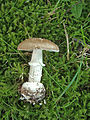 Amanita pantherina