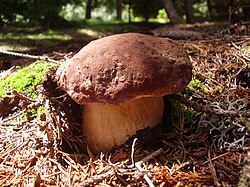 Pušyninis baravykas (Boletus pinophilus)