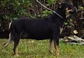 Buldogue serrano. Fêmea de marcação "black and tan", característica inexistente na maioria das raças de buldogues