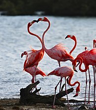 two flamingos head to head with necks heart-shaped