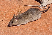 Australische ratte