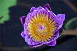 Botão de Nymphaea capensis;