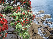 Pōhutukawa