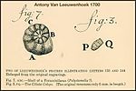 Teckningar av Antonie van Leeuwenhoek 1700