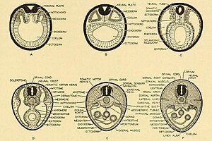 Embryogenese en ontogenese bij gewervelden