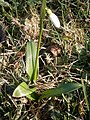 Galanthus wororowii