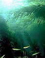 Image 28Kelp forests can provide shelter and food for shallow water fish (from Coastal fish)