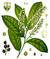 Illustrazión di Prunus laurocerasus