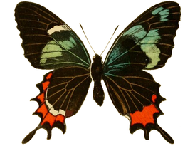 Parides gundlachianus