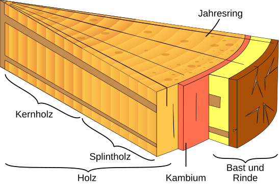 Im Kambium entsteht Holz und Rinde