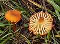 Hygrocybe coccineocrenata