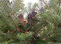 Abies koreana