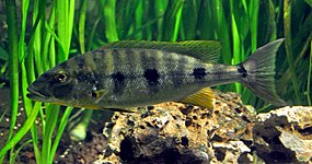 Boulengerochromini (E): Boulengerochromis microlepis er ein av verdas største ciklidar,[38] og det einaste medelmmet i sin tribus.[49]