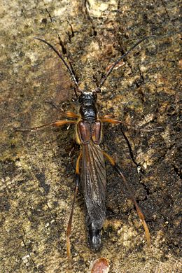 Didysis trumpasparnis medkirtis (Necydalis major)