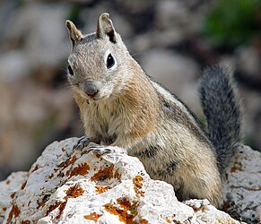 Golden-mantled Ground Squirrel