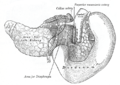 Ing kundilat at ing duodenum ibat keng gulut.