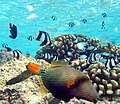 Image 76In the foreground is an orange-lined triggerfish displaying spines. Triggerfish have mouths that crush shells. Orange-lined triggerfish are particularly aggressive. The black and white fish are three-stripe damselfish and the unstriped fish are blue-green chromis damselfish. If the triggerfish attacks, the damselfish will hide in the nearby cauliflower coral. If the triggerfish wants to hide, it will squeeze into a coral crevice and lock itself in place with its spines. (from Coral reef fish)