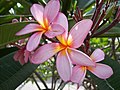 Plumeria rubra