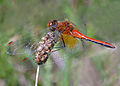 Útszéli szitakötő (Sympetrum flaveolum) hím