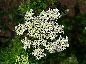 Vildpersilja Särtecken vita blommor